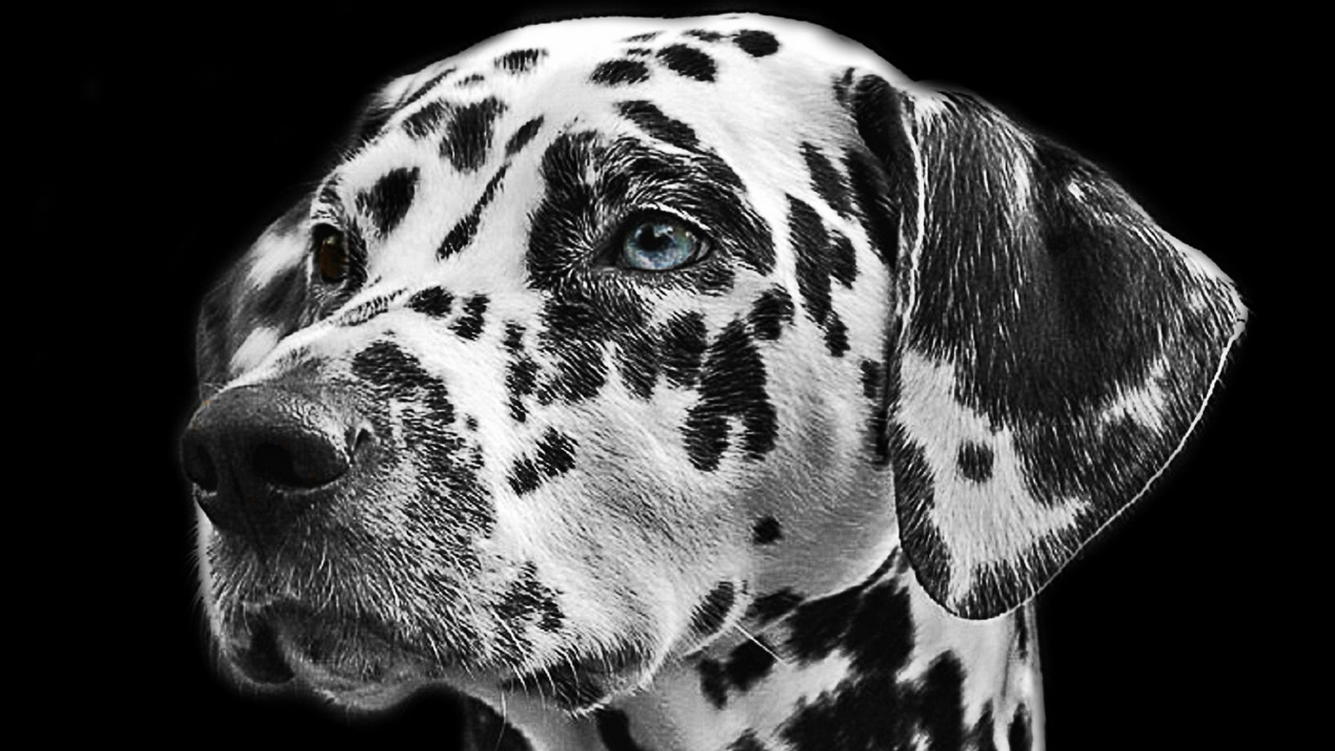 Independent Sales Opportunity: Sell Bespoke Pet Products To Retail - 20% Commission + Residuals